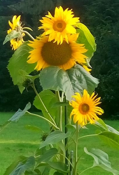 Sonnenblume Iregi (Großteller)  (Helianthus annuus) - 1 kg