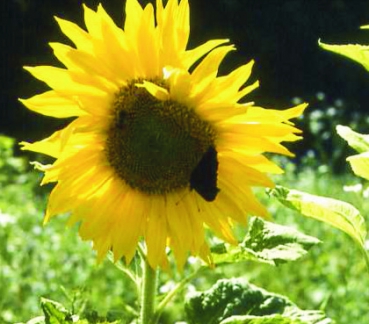 Sonnenblume Peredovick (Helianthus annuus) - 1 kg