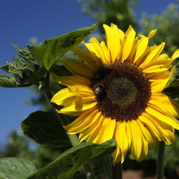 Sonnenblume Peredovick (Helianthus annuus) - 1 kg