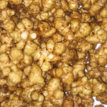 Topinambur Hegerstolz (Helianthus tuberosus) - Topinamburknollen - VPE 25 kg