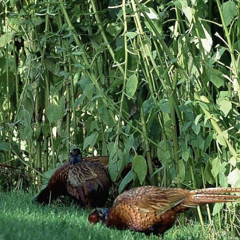 Topinambur Hegerstolz (Helianthus tuberosus) - Topinamburknollen - VPE 25 kg