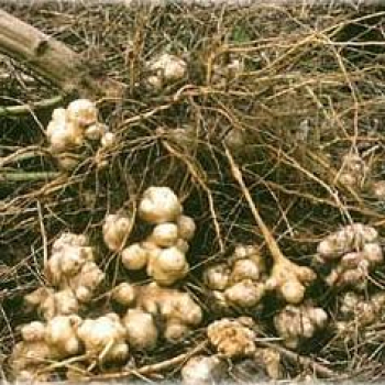 Topinambur Hegerstolz (Helianthus tuberosus) - Topinamburknollen - VPE 25 kg