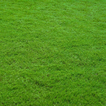 Rasen - Lord 03 - Teppichrasen (perfekte Optik, mittlere Belastbarkeit (VPE 10 kg)