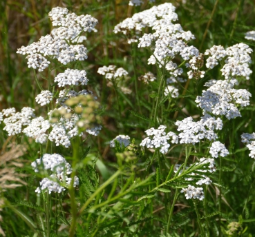 Schafgarbe (Achillea millefolium ) - 100 g