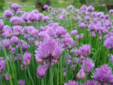 Schnittlauch (Allium schoenoprasum) - 100 g