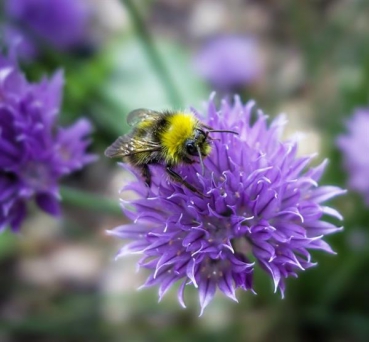 Schnittlauch (Allium schoenoprasum) - 100 g