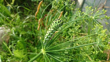 Dill, blattreich (Anethum graveol.var.hort.) - 100 g