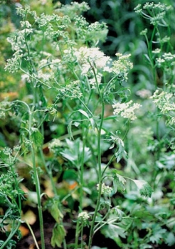 Anis (Pimpinella anisum)  - 100 g