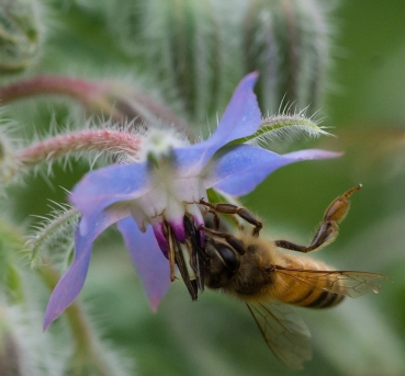 Borretsch (Borago officinalis ) - 100 g