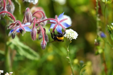 Borretsch (Borago officinalis ) - 1 kg