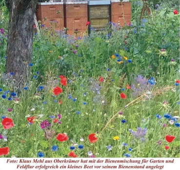 Bienenmischung für Garten und Feldflur - mit Wildblumen und Heilkräutern (1 kg)