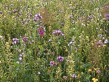 Blühmischung I (10 kg)