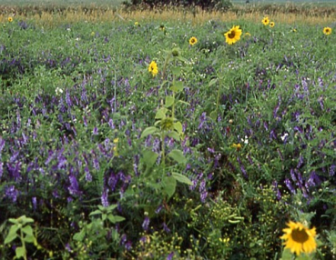 Blühmischung II (10 kg)