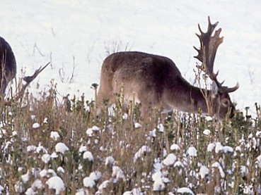 Hegemischung (10 kg)