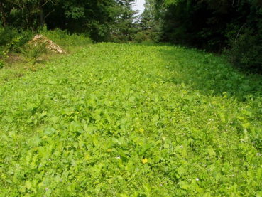 Hegemischung (10 kg)