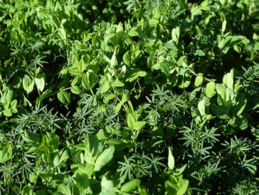 Kleeartengemenge (10 kg)