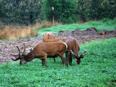 Kleeartengemenge (10 kg)
