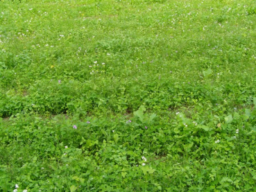 Leguminosenmischung (10 kg)