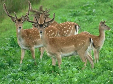 Pioniermischung (10 kg)