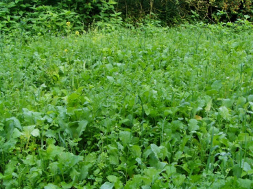 Pioniermischung (10 kg)