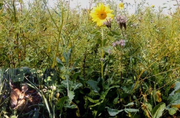 Standardmischung A für Niederwildäcker + Grünbrachen (10 kg)