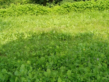 Standardmischung A für Niederwildäcker + Grünbrachen (10 kg)