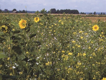 Standardmischung B "Blütenzauber"  (10 kg)