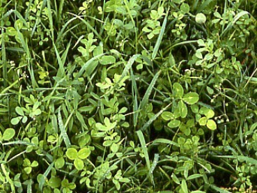 Waldwiesen-Kleemischung (10 kg)