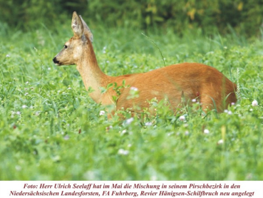 Waldwiesen-Kleemischung (10 kg)