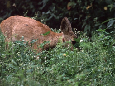 Wildapotheke (10 kg)