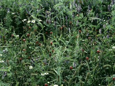 Wildapotheke (10 kg)