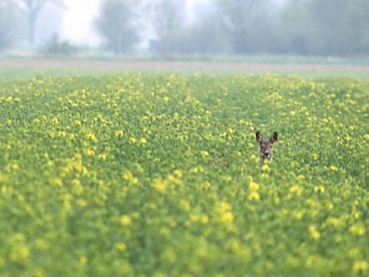 Zwischenfrucht-Grundmischung (10 kg)