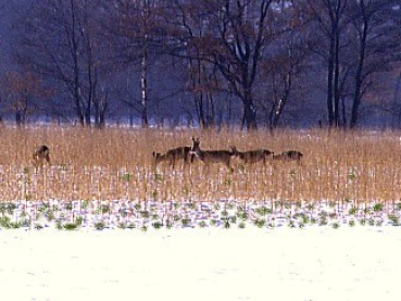 Zwischenfrucht-Grundmischung (10 kg)