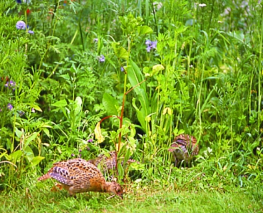 Niederwildmischung für Hase, Fasan und Rebhuhn (2 kg)