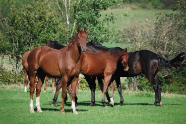 Brandenburger Pferdeweide (10 kg)