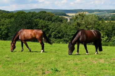 Pferdeweide-Nachsaat (10 kg)