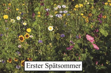 Wildblumenkräutermischung "INSEKTENOASE®" 1 kg