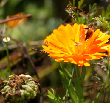 Ringelblume (Calendula officinalis) - 1 kg