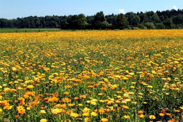 Ringelblume (Calendula officinalis) - 1 kg