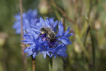 Kornblume (Centaurea cyanus) - 100 g