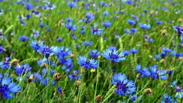 Kornblume (Centaurea cyanus) - 1 kg