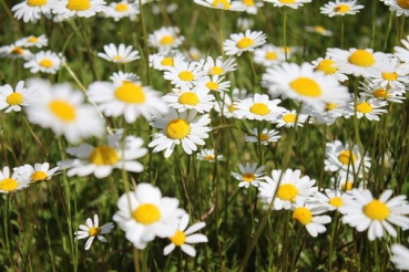 Margerite (Chrysanthemum leucanthemum) - 100 g