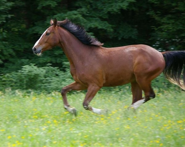 Pferdeweide Fruktan Light (10 kg) "ohne Weidelgras"