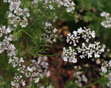 Koriander (Coriandrum sativum) - 100 g