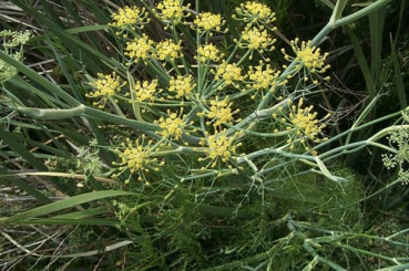 Fenchel  (Foeniculum vulgare ) - 100 g