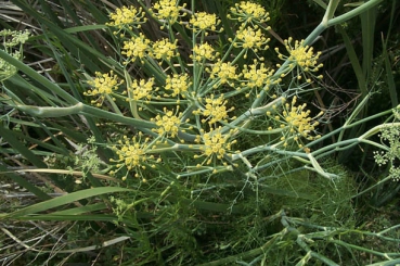 Fenchel  (Foeniculum vulgare ) - 1 kg