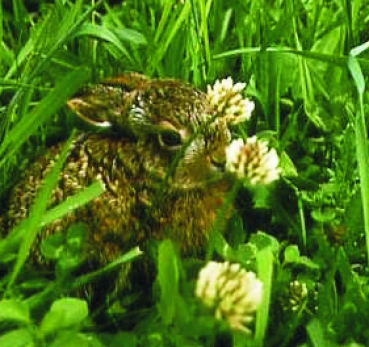 Klee - Weißklee (Trifolium repens) - 1 kg