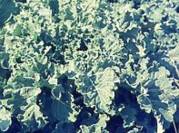 Kohl - Furchenkohl, Westfälischer (Brassica oleracea var. viridis) - 500 Gramm