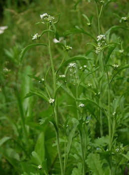 Gartenkresse (Lepidium sativum) - 100 g