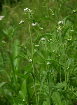 Gartenkresse (Lepidium sativum) - 100 g